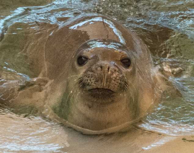 Hawaiian monk seal Mililani