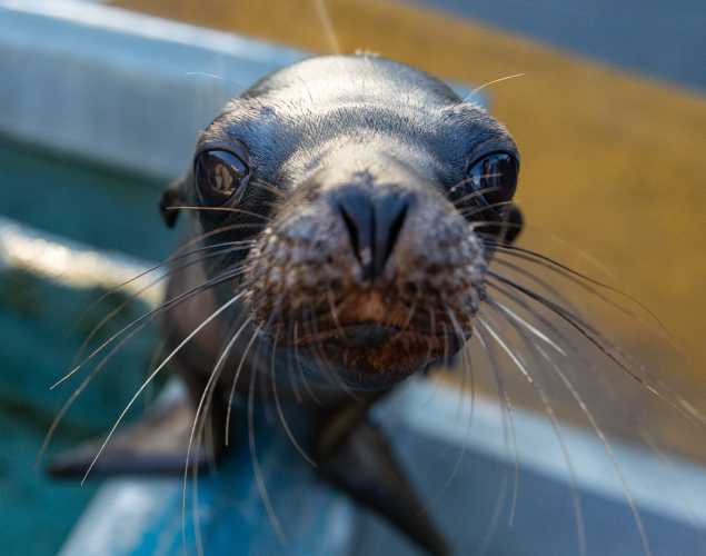 California sea lion Quercus
