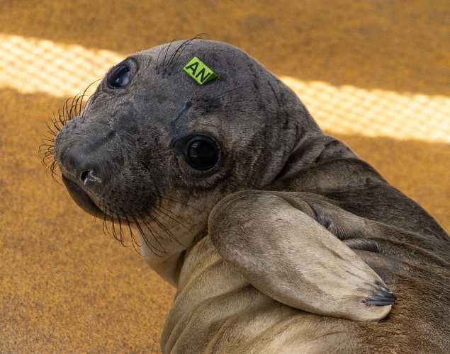 northern elephant seal Tackle
