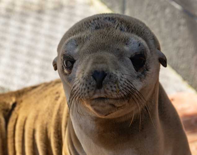 California sea lion Ruetli