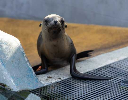 california sea lion salmon
