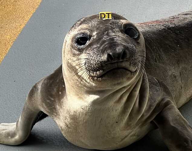 northern elephant seal Toro