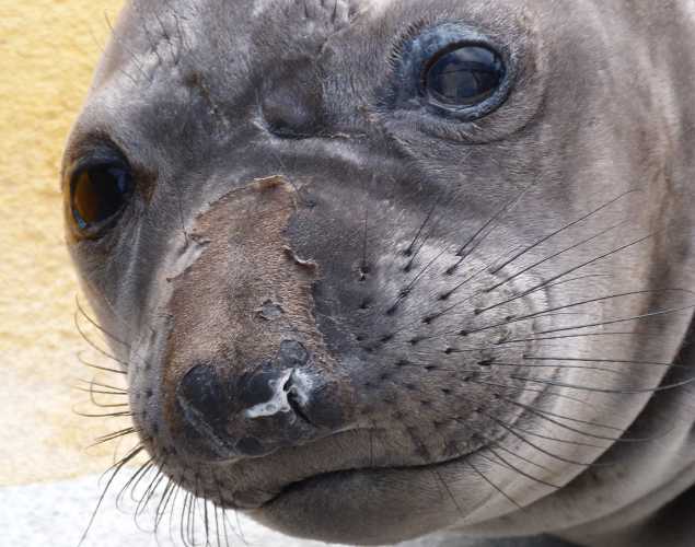 northern elephant seal Asapomi