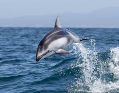 Pacific white-sided dolphin leaping out of the water