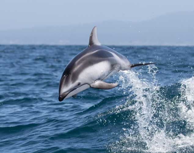 Pacific white-sided dolphin leaping out of the water