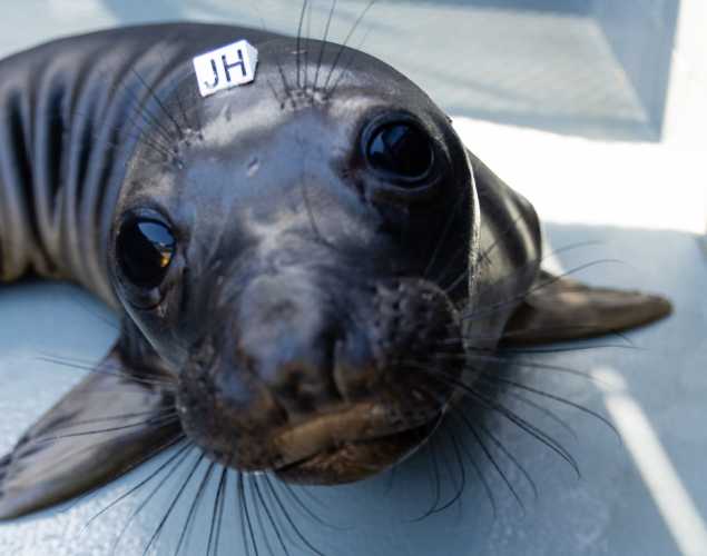 northern elephant seal Rockland