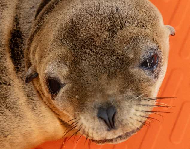 California sea lion Kihei