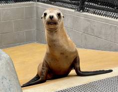 California sea lion Bottlecap