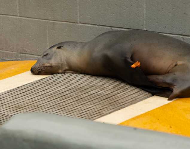 California sea lion