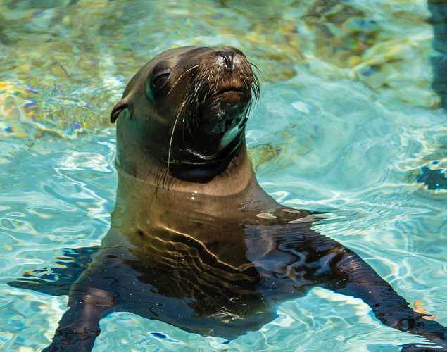 California sea lion Elmath