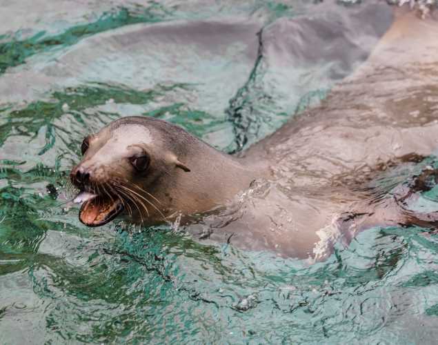 California sea lion eating a fish