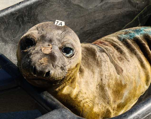 elephant seal Grapnar