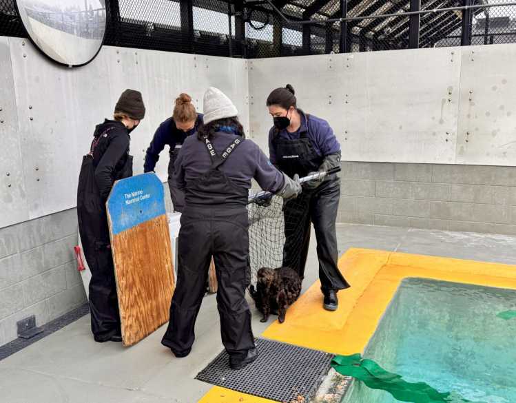 Animal care experts use a net to lift a rehabilitating sea otter from its pool at The Marine Mammal Center.