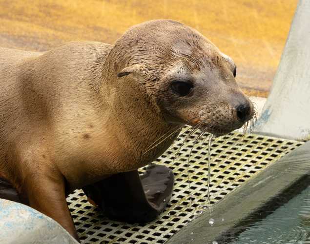 California sea lion Manon