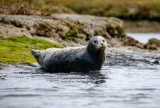 harbor seal