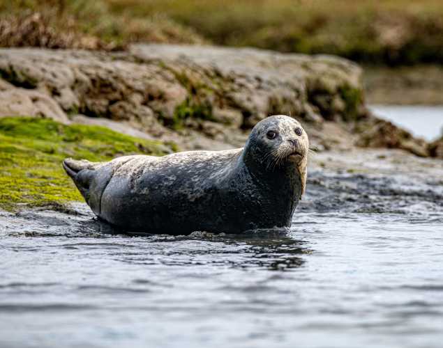 Harbor seal