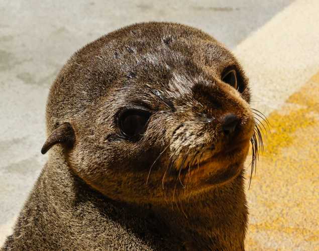 Guadalupe fur seal Guacamole