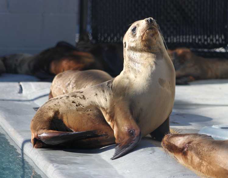 California sea lion Percevero in a rehabilitation pen with lots of other sea lion pups