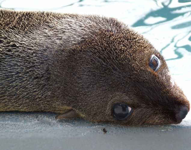 Guadalupe fur seal Koleman
