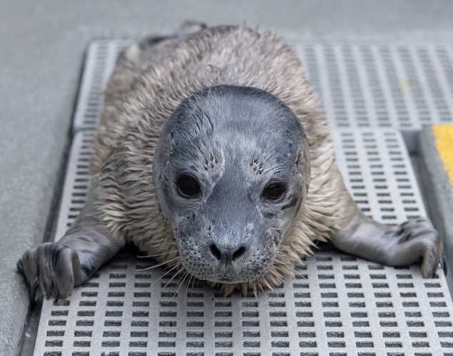 harbor seal Annabelle