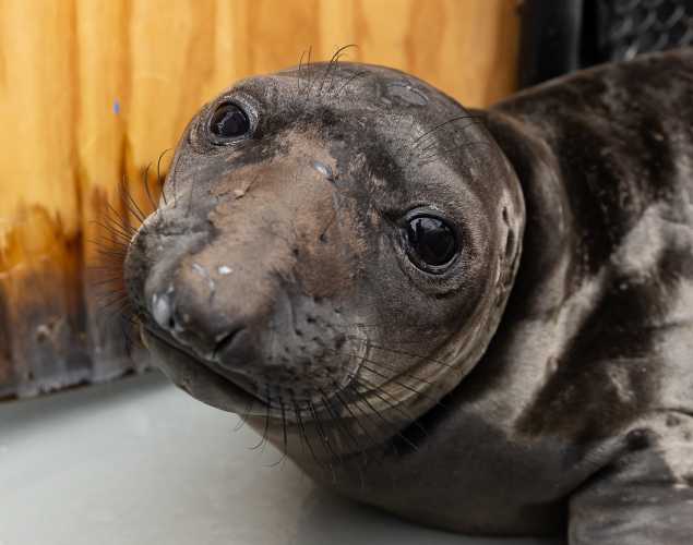 northern elephant seal Vai