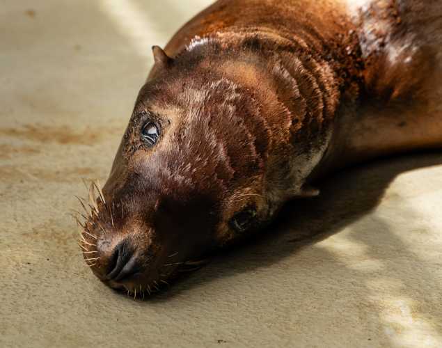 California sea lion Capellini