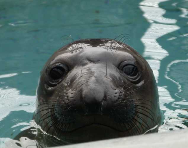 northern elephant seal Grover