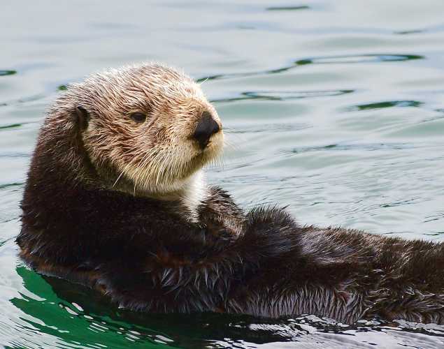 sea otter