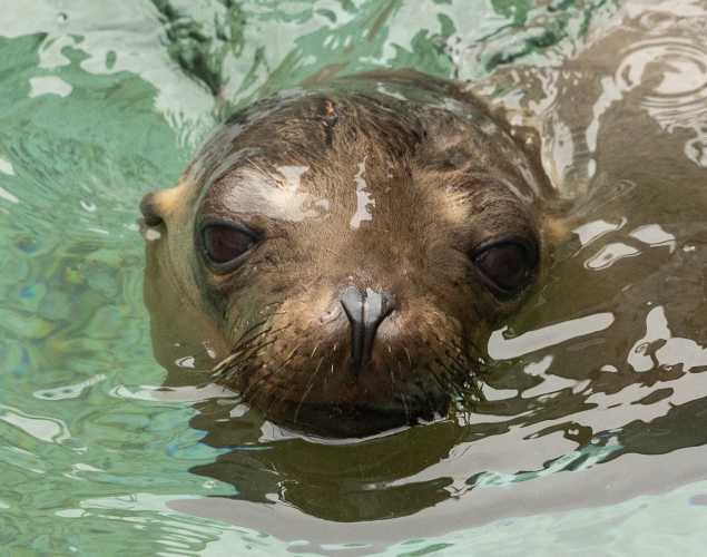 California sea lion Welly