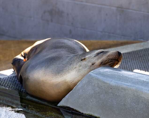 california sea lion architect