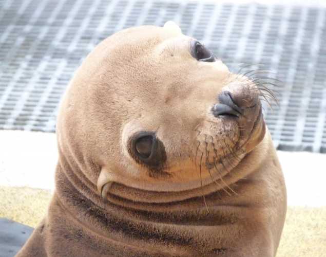 California sea lion Lake