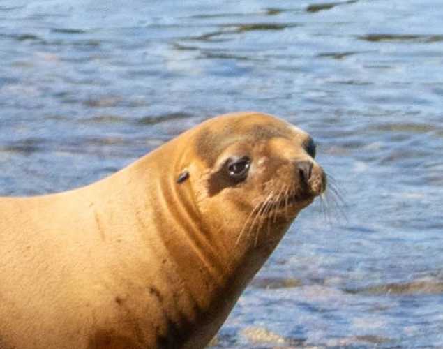 California sea lion Tanny