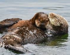 sea otter mother and pup