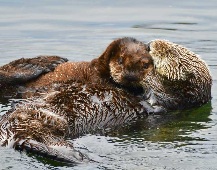 mother sea otter with pup