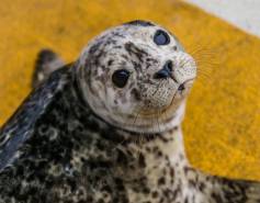 harbor seal pup