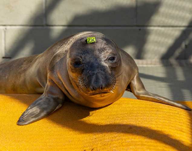 elephant seal pup