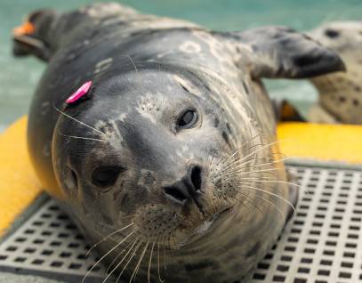 harbor seal Cyrus