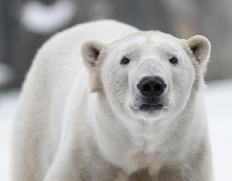 polar bear looking directly at you