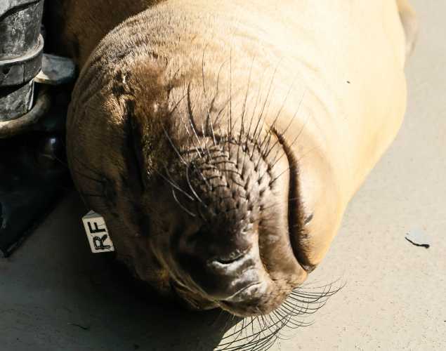 northern elephant seal Saaba