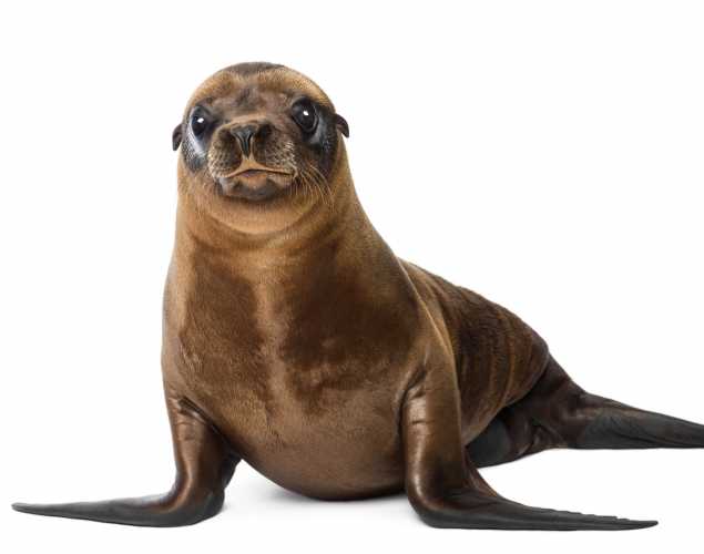 California sea lion pup