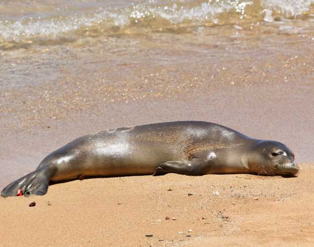 Hawaiian monk seal RM28