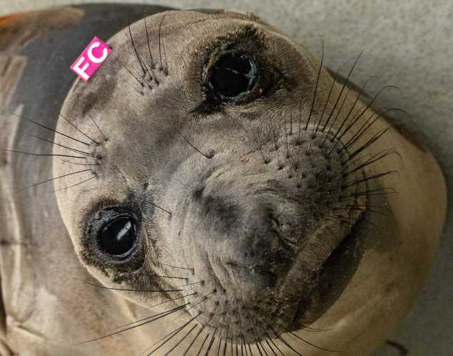 northern elephant seal Jigs