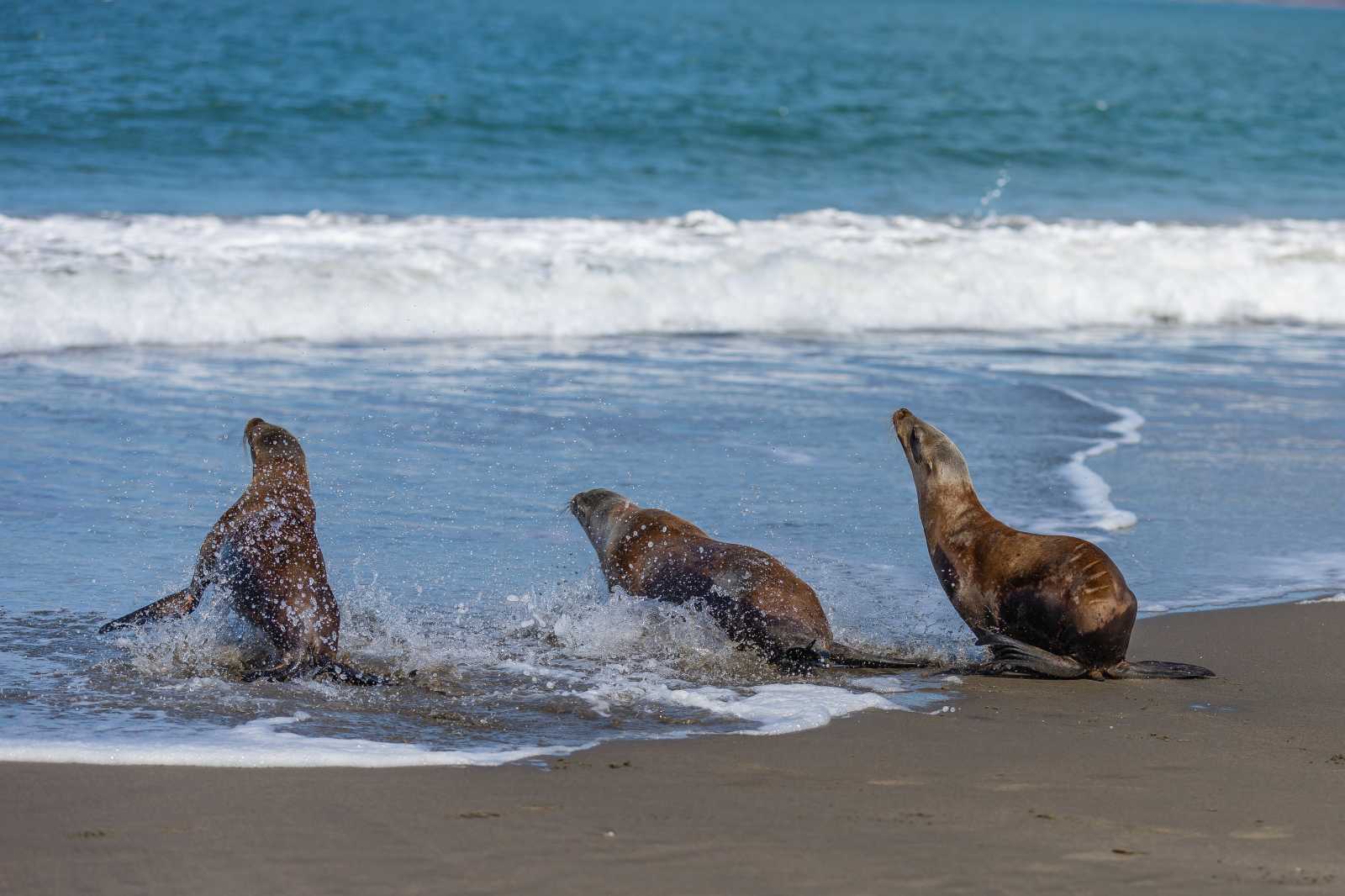 three California sea lions racing toward the waves