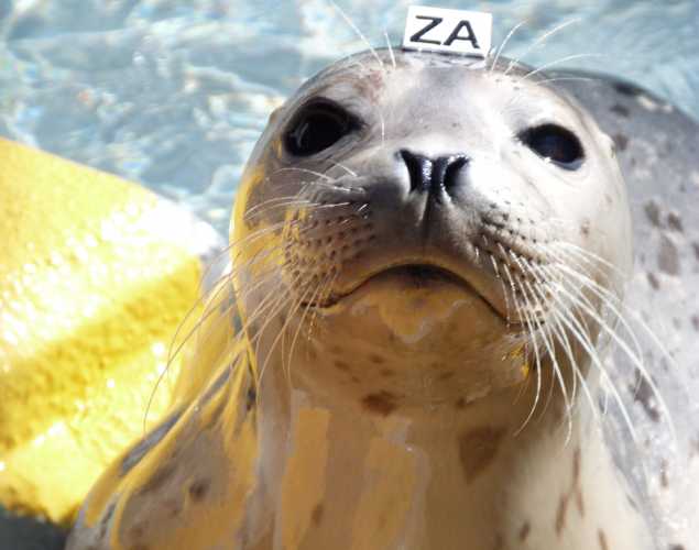 harbor seal Rutter