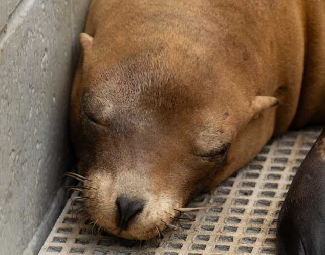 beancake california sea lion