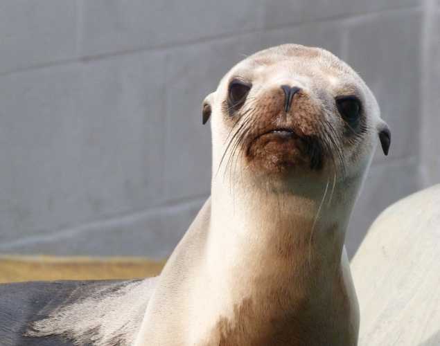 California sea lion Rafferty
