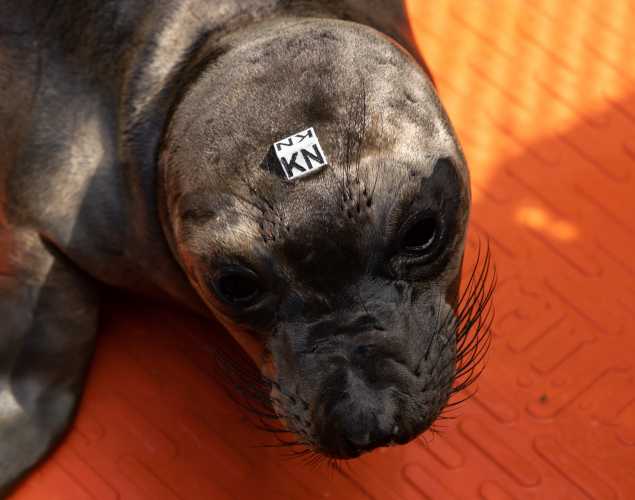 northern elephant seal Franklin