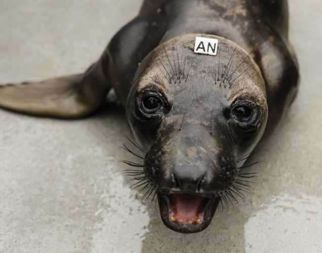 northern elephant seal Seeker