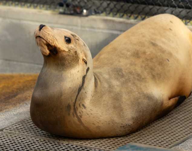 California sea lion named Tangles
