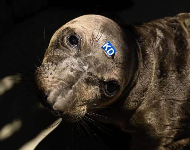 northern elephant seal Harey